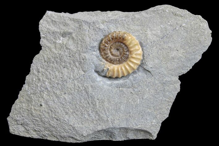 Ammonite (Promicroceras) Fossil - Lyme Regis #166620